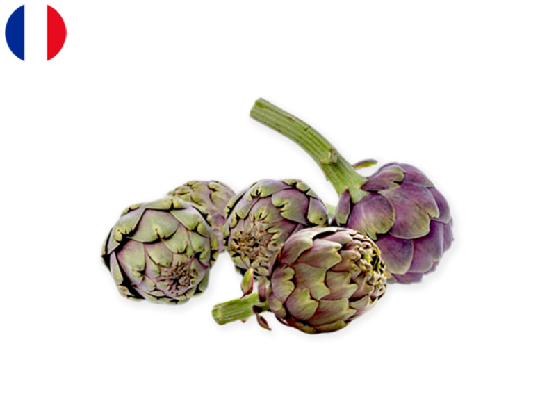 violet_artichoke_FARTI05